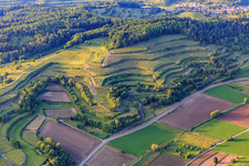 Terraced vineyards in Malterdingen in the state Baden-Wuerttemberg, Germany