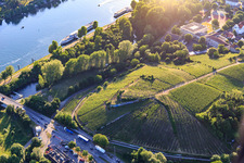 Vineyard in the town at Eckartsberg in Breisach am Rhein in the state Baden-Wuerttemberg, Germany