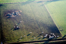 Grass area-structures meadow pasture with cattle - herd in the district Schaidt in Woerth am Rhein in the state Rhineland-Palatinate