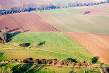 Cow pasture above the Schaidter Mill in Freckenfeld in the state Rhineland-Palatinate, Germany
