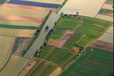 Wingertsheisel in a small vineyard in Ottersheim bei Landau in the state Rhineland-Palatinate, Germany