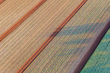 Aerial view of Fields with lettuce seedlings in Minfeld in the state Rhineland-Palatinate, Germany