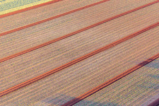 Aerial photograpy of Fields with lettuce seedlings in Minfeld in the state Rhineland-Palatinate, Germany