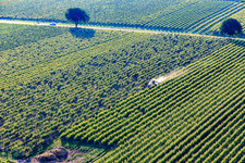 Spray mist from pesticides in the vineyard in the district Ingenheim in Billigheim-Ingenheim in the state Rhineland-Palatinate, Germany