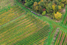 Hiking group between forest and vineyard in Dörrenbach in the state Rhineland-Palatinate, Germany