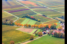 Autumn-colored avenue along the K24 in Dierbach in the state Rhineland-Palatinate, Germany