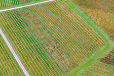 Vine row pattern in Barbelroth in the state Rhineland-Palatinate, Germany