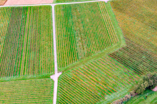 Aerial view of Vine row pattern in Barbelroth in the state Rhineland-Palatinate, Germany
