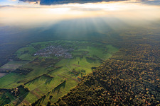 Location in a clearing in the Bienwald forest, backlit in the district Büchelberg in Wörth am Rhein in the state Rhineland-Palatinate, Germany