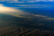 Cattle pasture at the Bienwald forest in dramatic evening lighting in the district Schaidt in Wörth am Rhein in the state Rhineland-Palatinate, Germany
