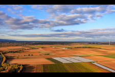 Vegetable field covered by a foil greenhouse in Insheim in the state Rhineland-Palatinate, Germany