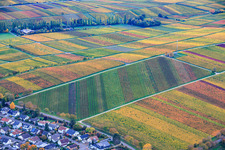 Autumnal, colorful, crooked rows of vines near the "Most Beautiful Wine View Palatinate 2020" in the district Arzheim in Landau in der Pfalz in the state Rhineland-Palatinate, Germany