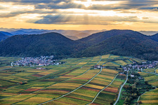 Autumnal vineyards in vibrant colors between Birnbach and Aalmühl along the wine trail Leinsweiler in Leinsweiler in the state Rhineland-Palatinate, Germany