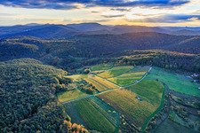 Clearing in the Palatinate Forest for the Haardtrand-Wolfsteig vineyard in Pleisweiler-Oberhofen in the state Rhineland-Palatinate, Germany