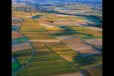Vineyards in autumnal colors between Dierbach and Kappellen-Drusweiler in Oberhausen in the state Rhineland-Palatinate, Germany