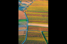 Vineyards in autumnal colors between Dierbach and Oberhausen in Oberhausen in the state Rhineland-Palatinate, Germany