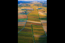 Aerial view of Vineyards in autumnal colors between Dierbach and Oberhausen in Oberhausen in the state Rhineland-Palatinate, Germany