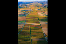 Aerial photograpy of Vineyards in autumnal colors between Dierbach and Oberhausen in Oberhausen in the state Rhineland-Palatinate, Germany