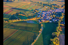 Avenue in autumn leaves in Dierbach in the state Rhineland-Palatinate, Germany