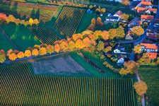 Aerial view of Avenue in autumn leaves in Dierbach in the state Rhineland-Palatinate, Germany