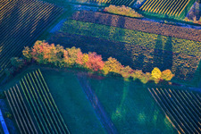 Brightly colored trees at the edge of the field in Dierbach in the state Rhineland-Palatinate, Germany