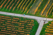 Walkers in the vineyard in Dierbach in the state Rhineland-Palatinate, Germany