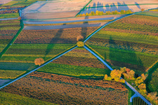 Vineyards ablaze with autumnal colors in the evening between Dierbach and Barbelroth in Dierbach in the state Rhineland-Palatinate, Germany