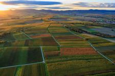 Vineyards awash in autumnal colors in the evening between Oberhausen and Deutschhof in Dierbach in the state Rhineland-Palatinate, Germany