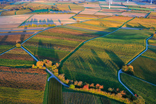 Vineyards ablaze with autumnal colors between Dierbach and Hergersweiler in Dierbach in the state Rhineland-Palatinate, Germany