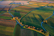 Aerial view of Vineyards ablaze with autumnal colors between Dierbach and Hergersweiler in Dierbach in the state Rhineland-Palatinate, Germany