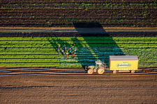 Harvest workers and a tractor harvesting lettuce in a vegetable field belonging to Grafenländer Gemüse. in Schwegenheim in the state Rhineland-Palatinate, Germany
