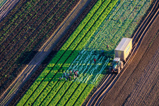 Aerial view of Harvest workers and a tractor harvesting lettuce in a vegetable field belonging to Grafenländer Gemüse. in Schwegenheim in the state Rhineland-Palatinate, Germany