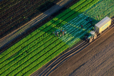 Aerial photograpy of Harvest workers and a tractor harvesting lettuce in a vegetable field belonging to Grafenländer Gemüse. in Schwegenheim in the state Rhineland-Palatinate, Germany