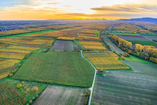 Vineyards in colorful autumn foliage in the evening light between Lingenfelder Graben and Hainbach in the district Niederhochstadt in Hochstadt in the state Rhineland-Palatinate, Germany