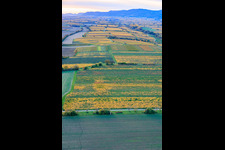Vineyards in colorful autumn foliage in the evening light between Kaltenbach and Riedgraben in Essingen in the state Rhineland-Palatinate, Germany
