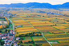 Vineyards in colorful autumn foliage in the evening light between Kaltenbach and Hainbach in Walsheim in the state Rhineland-Palatinate, Germany