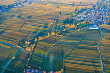 Oblique view of View of the village from the west, nestled between vineyards colored with autumnal hues, in the evening light. in Roschbach in the state Rhineland-Palatinate, Germany
