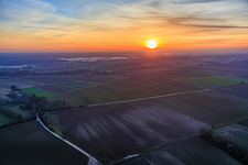Ground fog at the cattle pasture at sunset in Freckenfeld in the state Rhineland-Palatinate, Germany