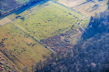 Sheep flocks graze in the Otterbach lowlands. in Kandel in the state Rhineland-Palatinate, Germany