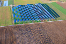 Polytunnel greenhouses in Offenbach an der Queich in the state Rhineland-Palatinate, Germany