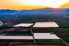 Bats covered with foil in the Vorderpfalz region in Meckenheim in the state Rhineland-Palatinate, Germany