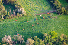 Herd of cattle on a green pasture in Lachambre in the state Moselle, France