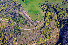 Thuringian forest areas severely damaged by bark beetles in the district Schnett in Masserberg in the state Thuringia, Germany