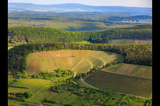 Vineyards between valley and forest facing south in Ramsthal in the state Bavaria, Germany