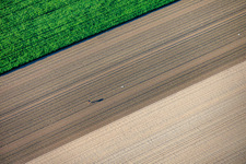 The lonely lettuce seedling planter in Rheinzabern in the state Rhineland-Palatinate, Germany