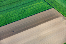 The lonely lettuce seedling planter in Rheinzabern in the state Rhineland-Palatinate, Germany