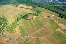Wine Spring Festival at Pentecost in the vineyard. Large wine presentation amidst the "Kastanienbusch" vineyard (Most Beautiful Wine Festival in the Palatinate 2012) in Birkweiler in the state Rhineland-Palatinate, Germany