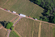 Wine Spring Festival at Pentecost in the vineyard. Large wine presentation amidst the "Kastanienbusch" vineyard (Most Beautiful Wine Festival in the Palatinate 2012) in Birkweiler in the state Rhineland-Palatinate, Germany