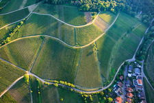 Mandelhein and Kastanienbusch vineyards in Birkweiler in the state Rhineland-Palatinate, Germany
