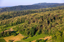 Flowering sweet chestnut trees in the Palatinate Forest in Dörrenbach in the state Rhineland-Palatinate, Germany